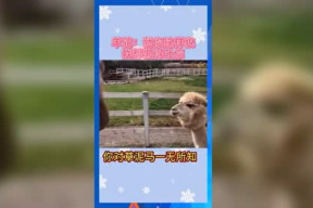 积极的吃瓜娱乐,盘点那些积极向上的吃瓜娱乐瞬间
