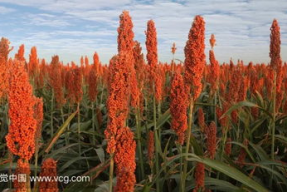 土豆网红高粱,探寻乡村美食新风尚